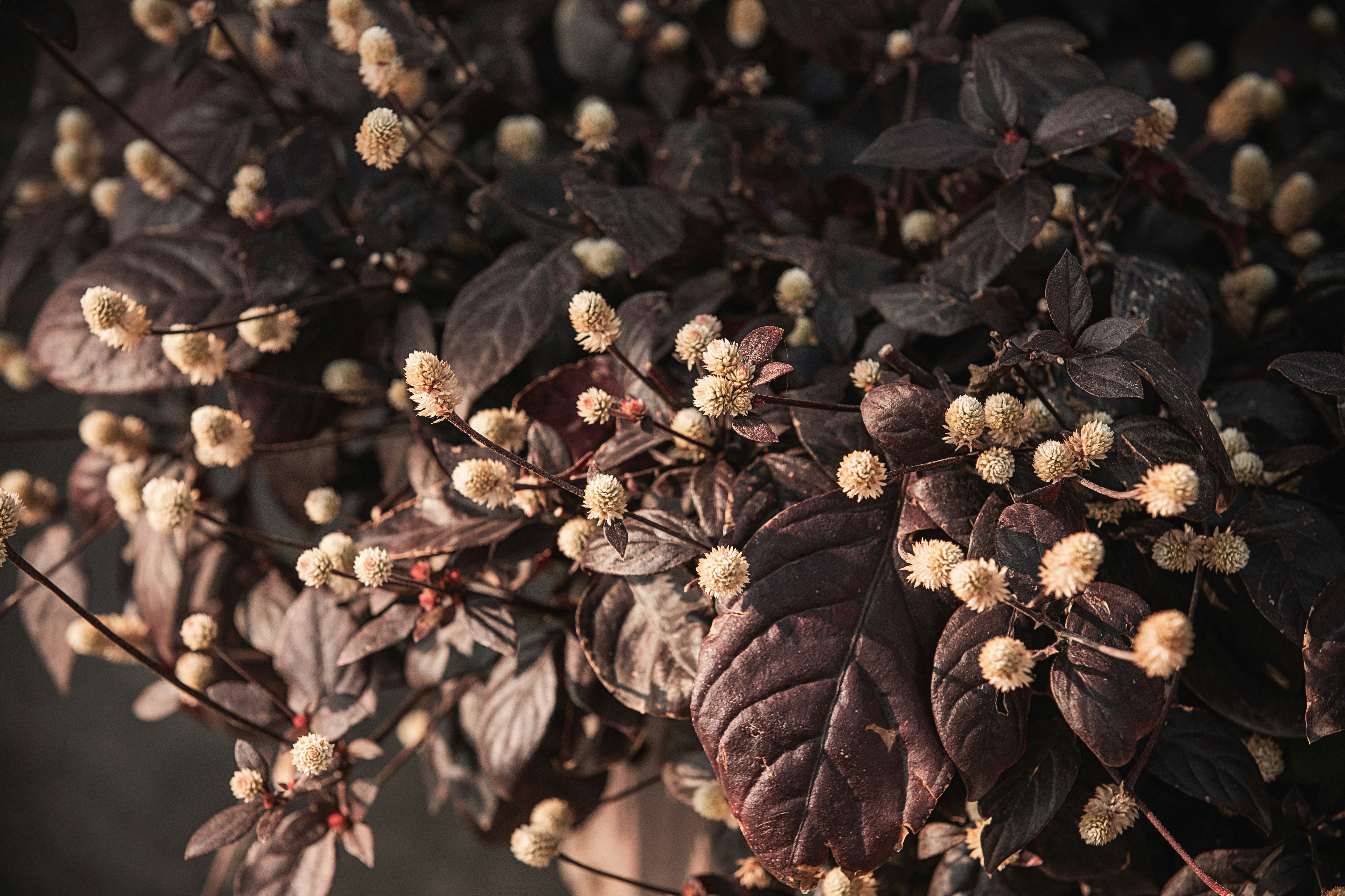 OLS’s Five-Year Strategic Direction: From Seeds to Systems