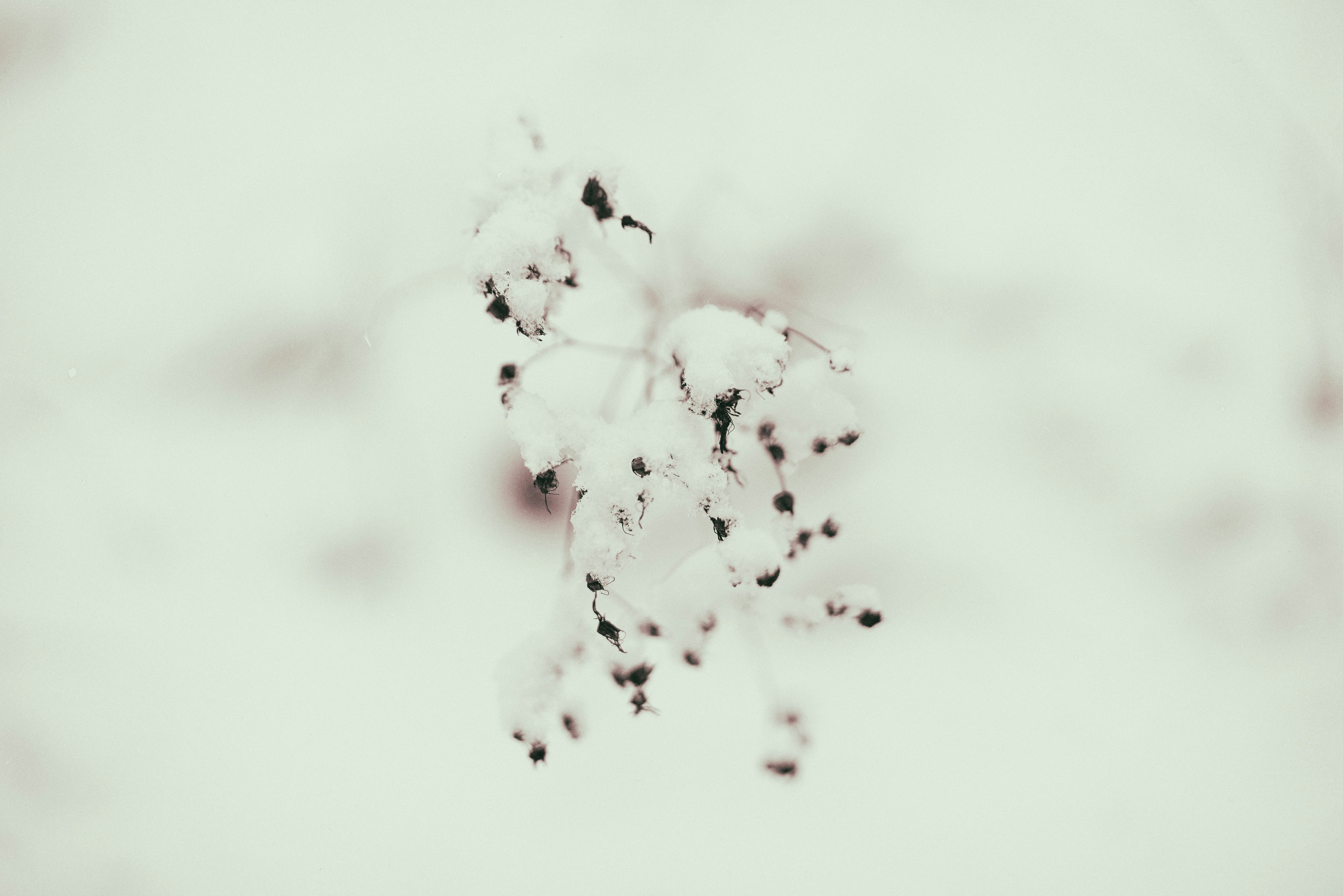 flor blanca en fotografía de primer plano