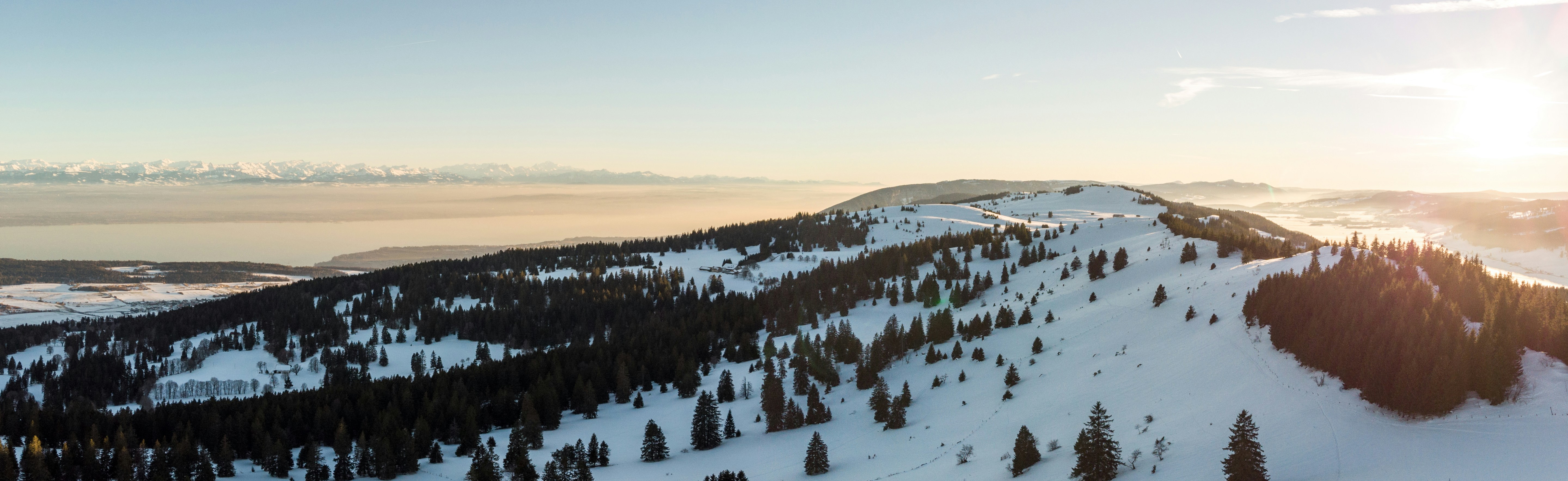 Grüne Kiefern, die tagsüber mit Schnee bedeckt sind
