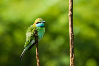 Close-up of a vibrant hispaniolan trogon perched on a branch against a lush green background.