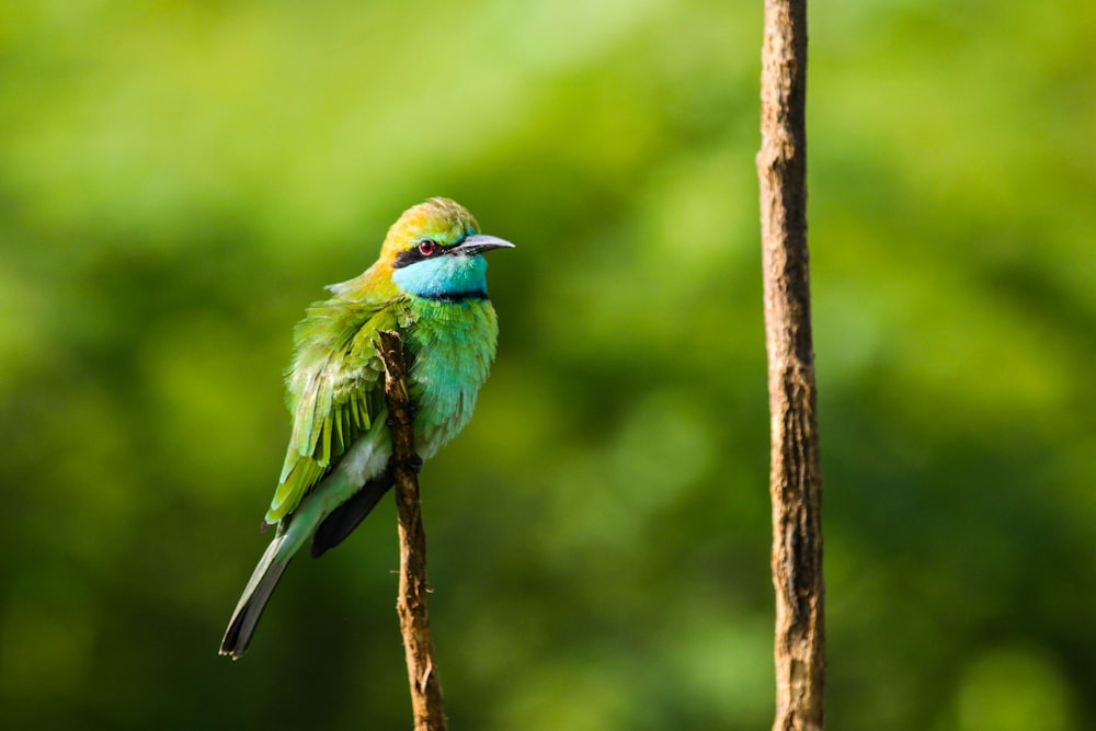 green and brown bird on brown tree branch