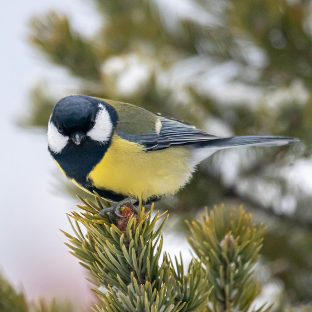 blauer und gelber Vogel am grünen Ast