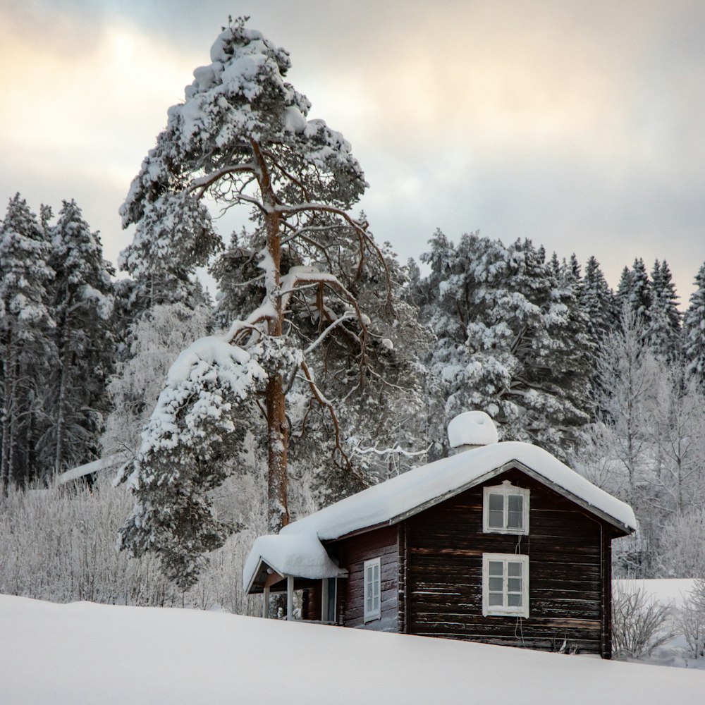 Braunes Holzhaus tagsüber mit Schnee in der Nähe von Bäumen bedeckt