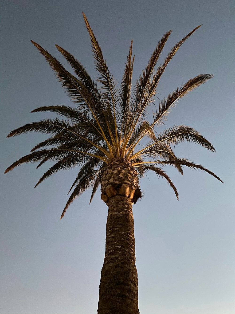 palma verde sotto il cielo blu durante il giorno