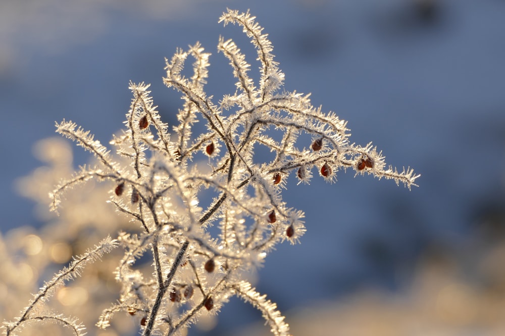 white plant in close up photography