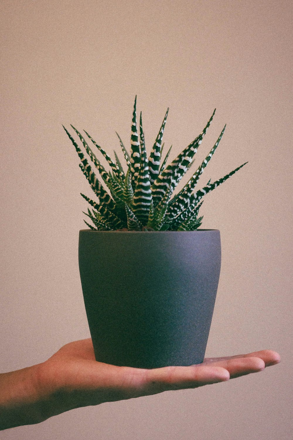 green plant on blue ceramic pot