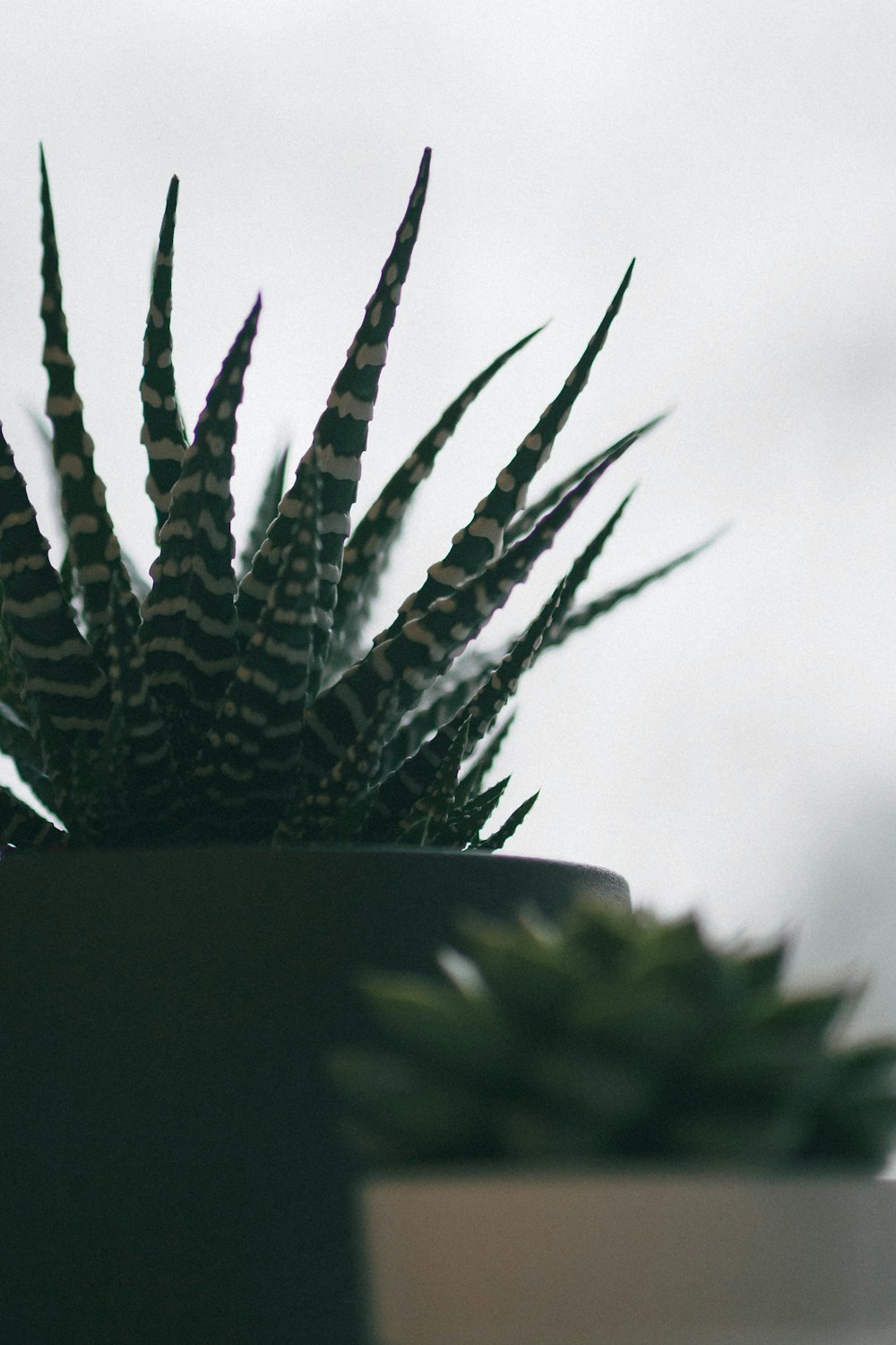 green and white plant in close up photography