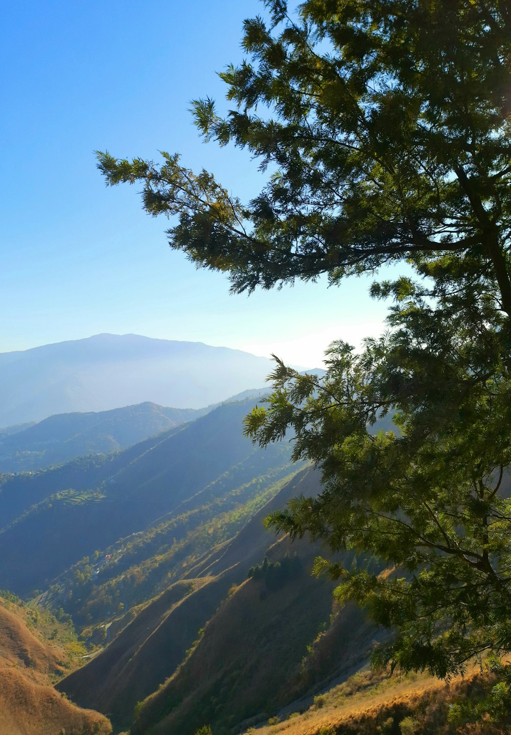 green tree on top of mountain during daytime