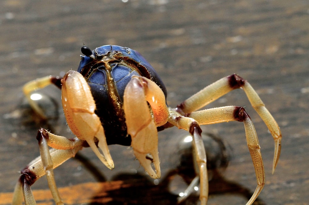 brown crab on brown wooden surface