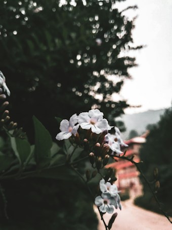 Delicate white flowers with small petals are in the foreground, surrounded by blurred green foliage. The background reveals a softly focused pathway leading to a building and hilly landscape, creating a natural and serene setting.