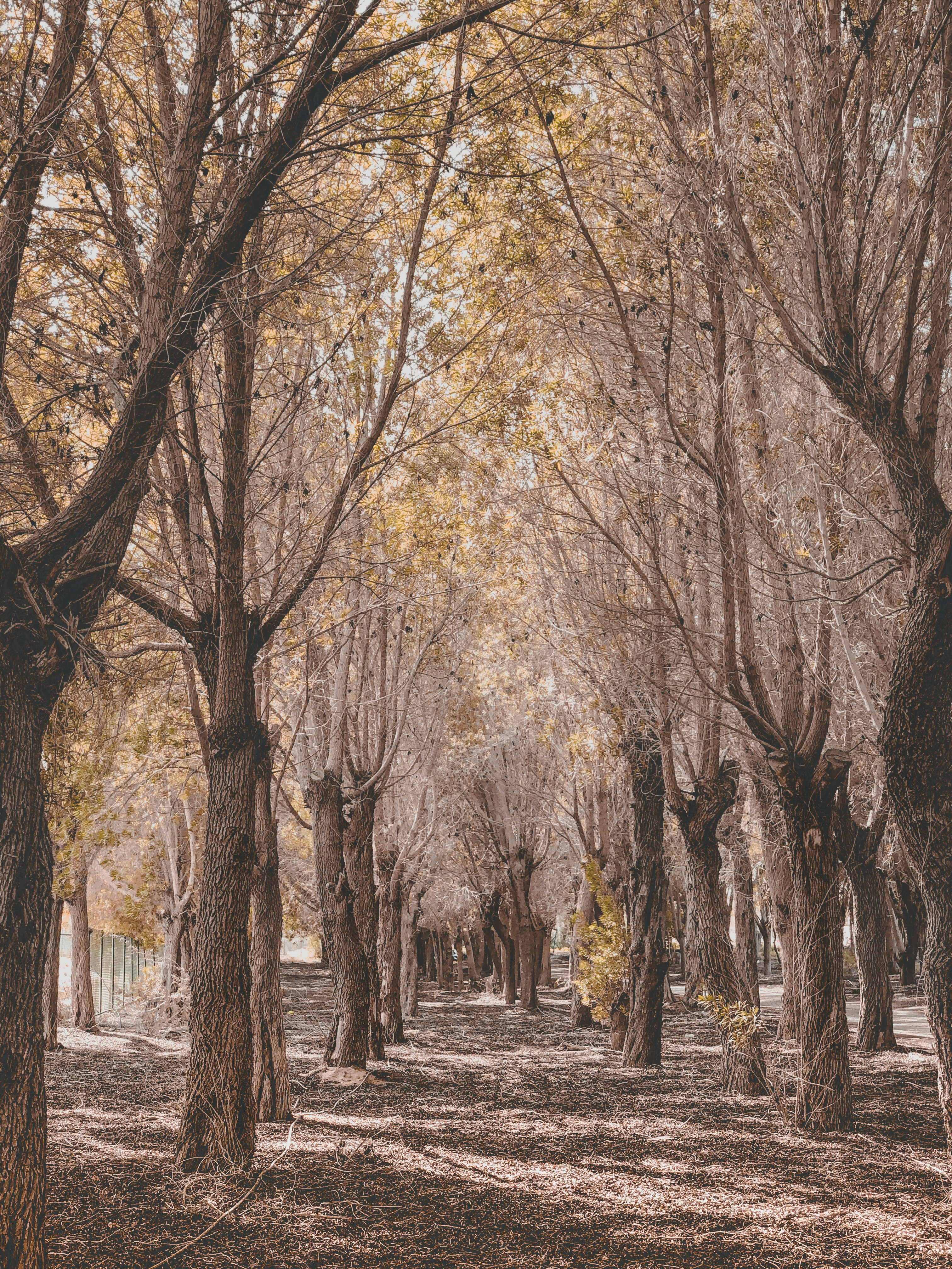 árboles marrones en suelo de tierra gris durante el día