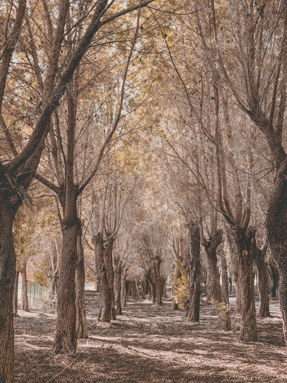 brown trees on gray dirt ground during daytime