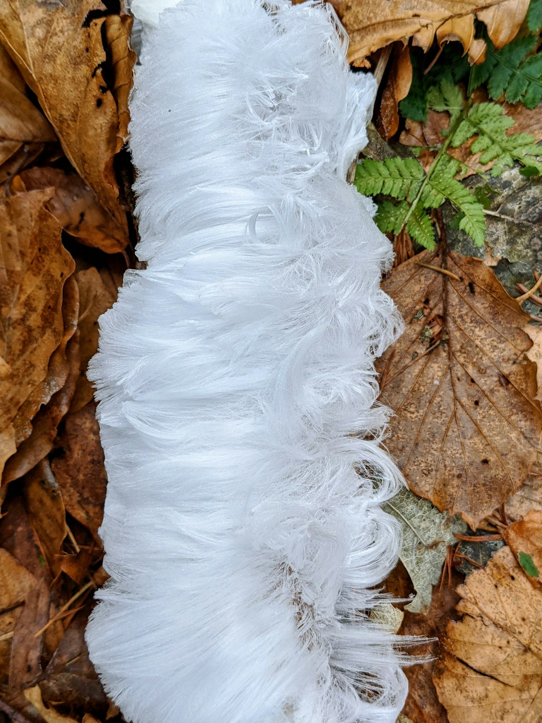 white fur on brown dried leaves
