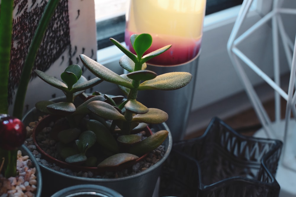 green plant on red pot