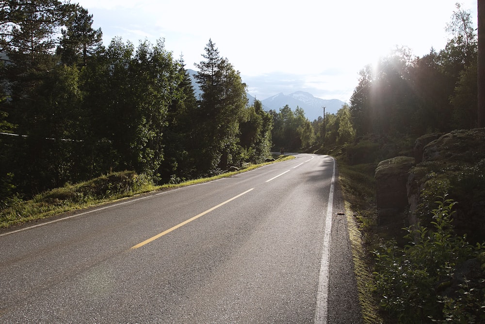 gray concrete road between green trees under white sky during daytime