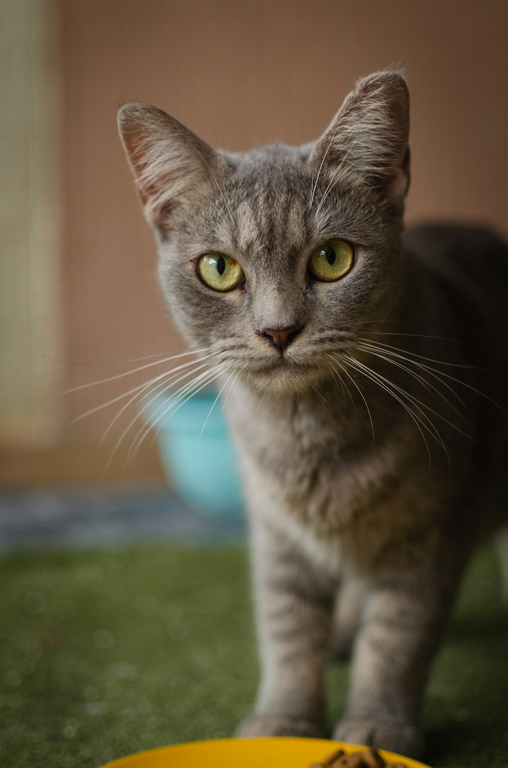 chat bleu russe sur sol vert