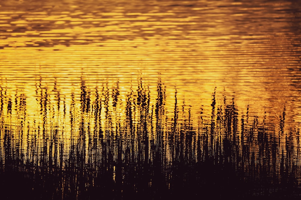 green grass on body of water during sunset