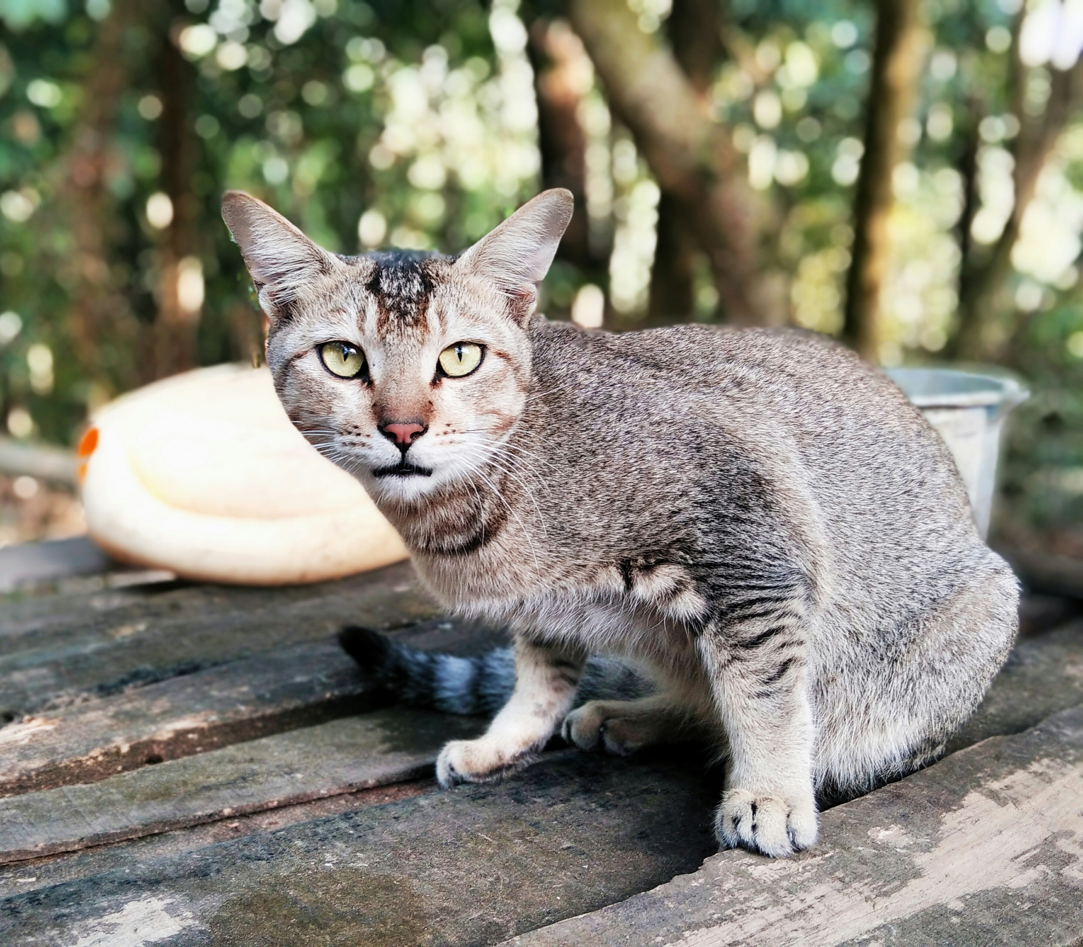 Our cat