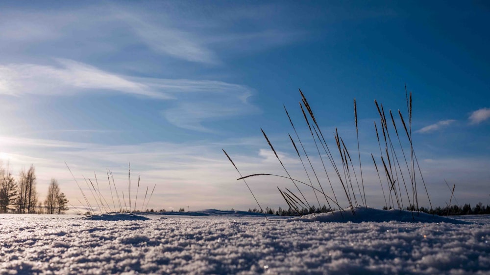 brown grass on white sand under blue sky during daytime