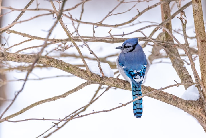 Blue Blue Jay