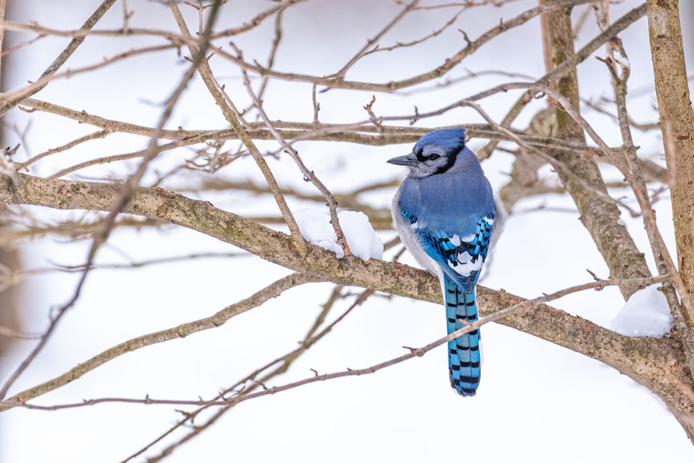 Uccello blu e bianco sul ramo marrone dell'albero durante il giorno