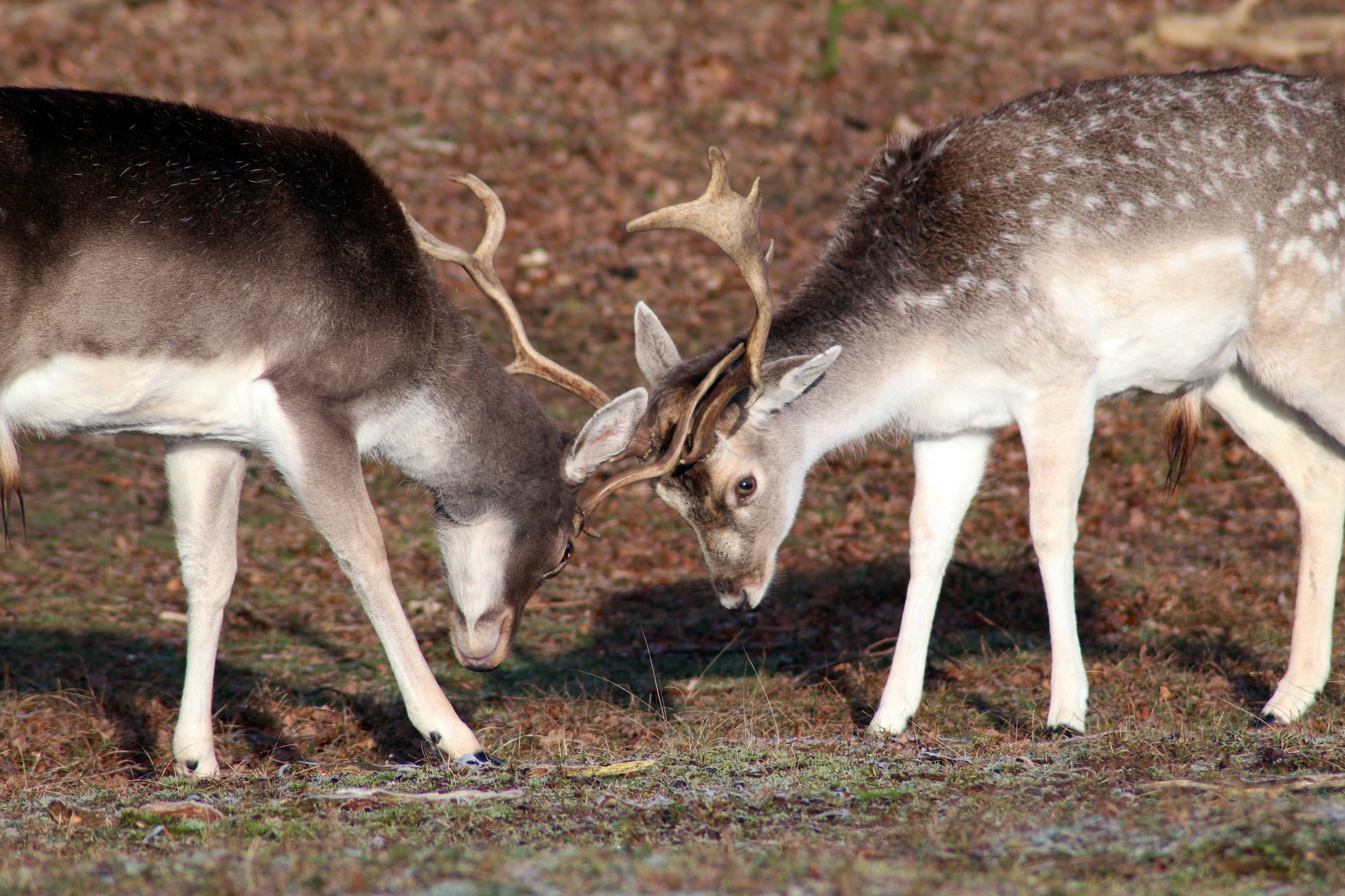 two gray deer on brown grass during daytime