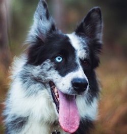 black and white border collie