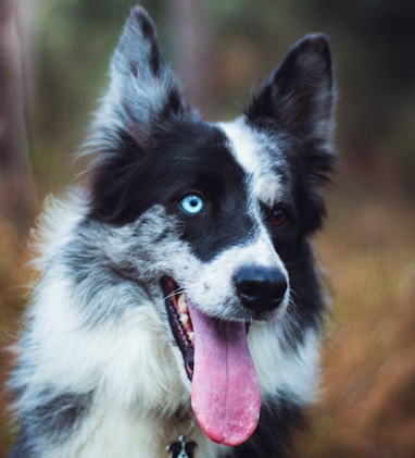 black and white border collie