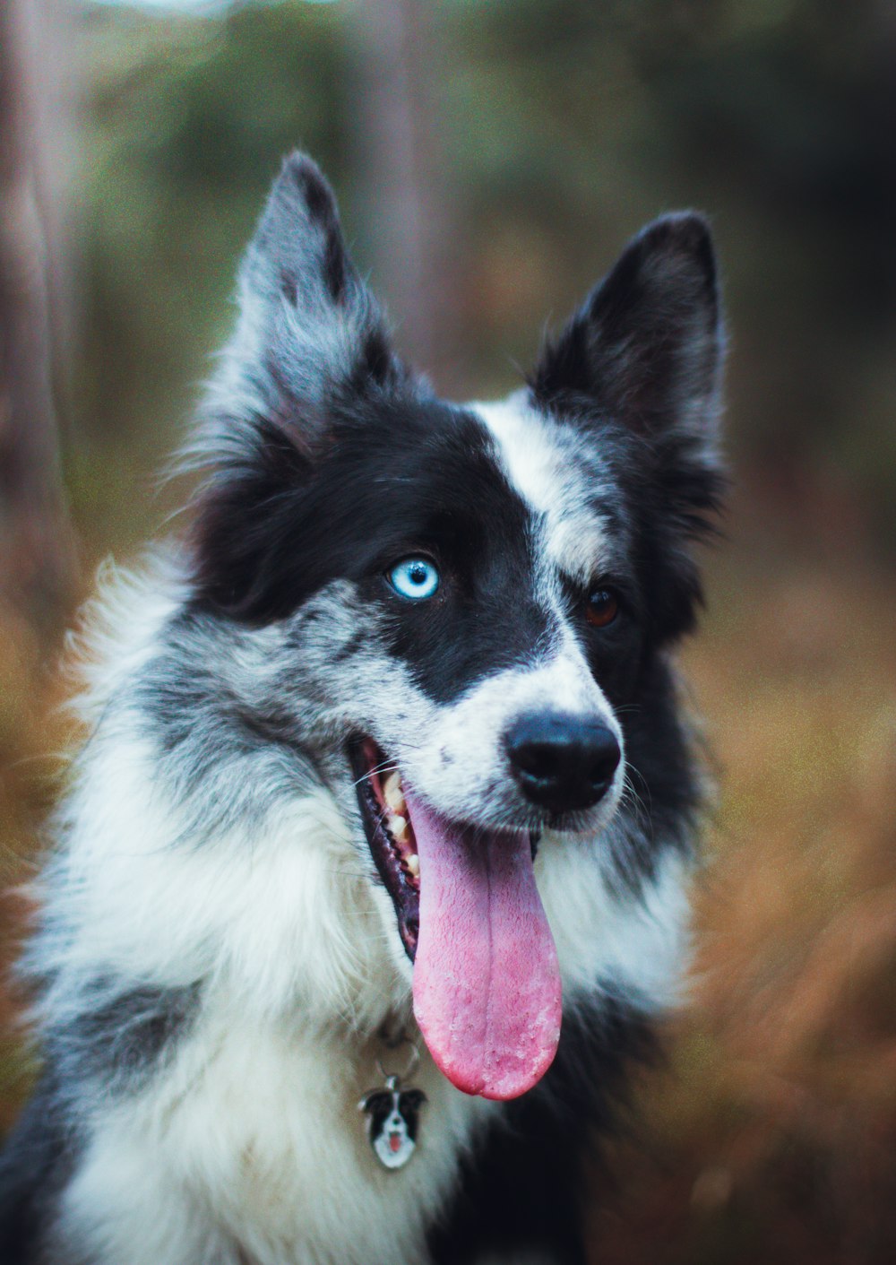 black and white border collie