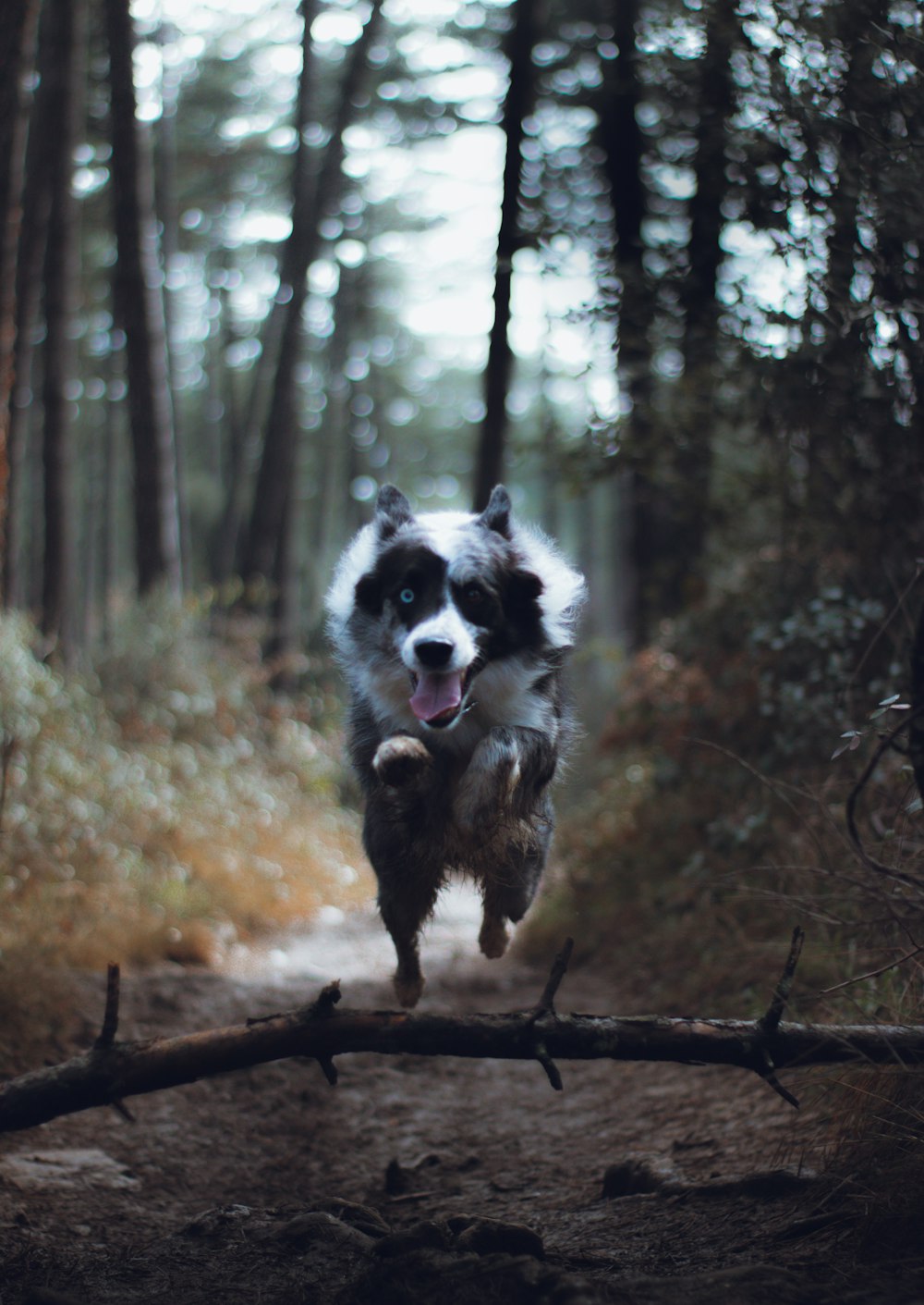 black and white border collie standing on brown tree trunk during daytime