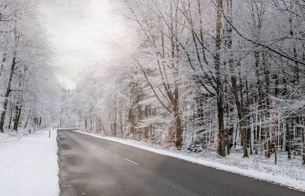 snow covered road between bare trees during daytime