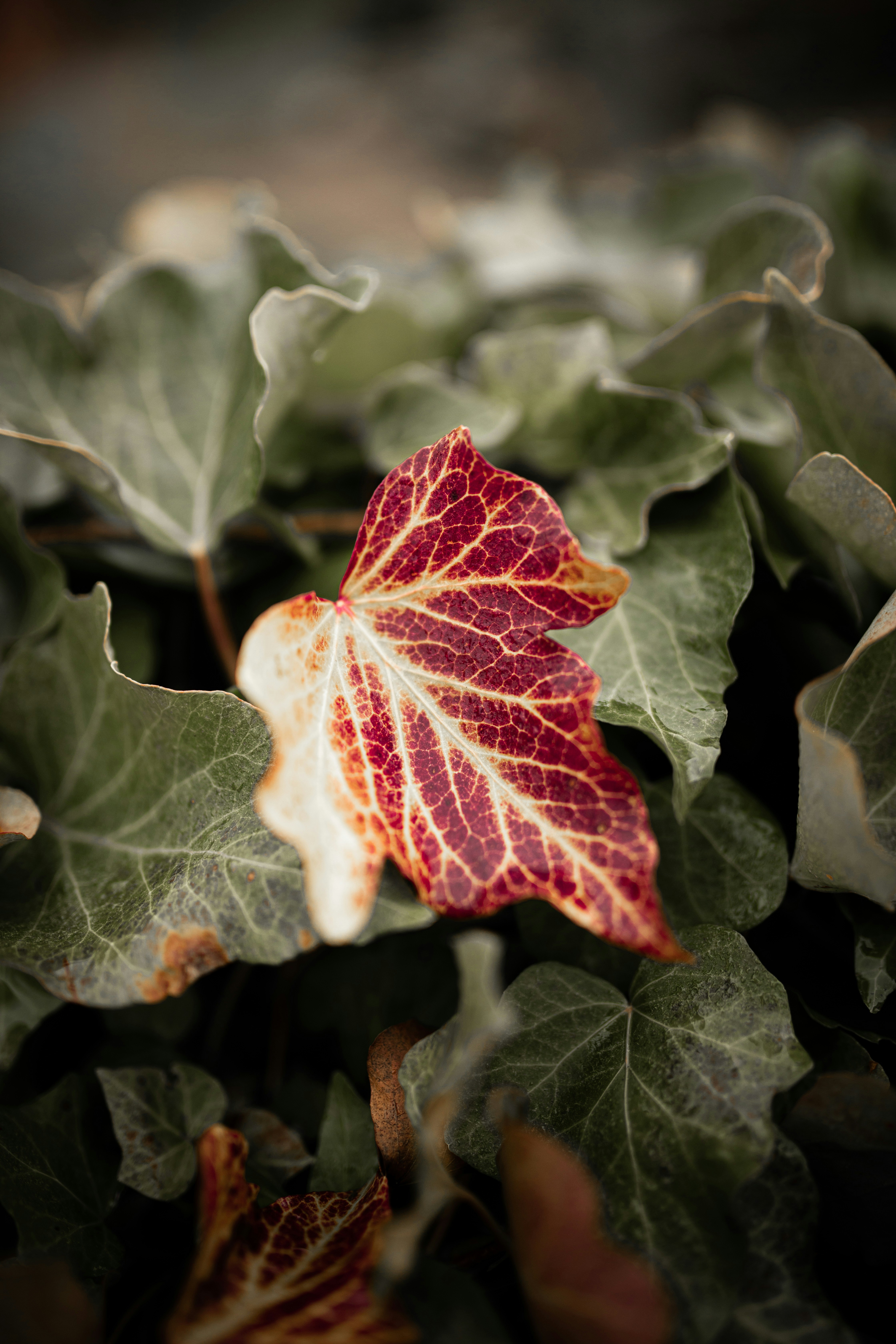 red and green maple leaf