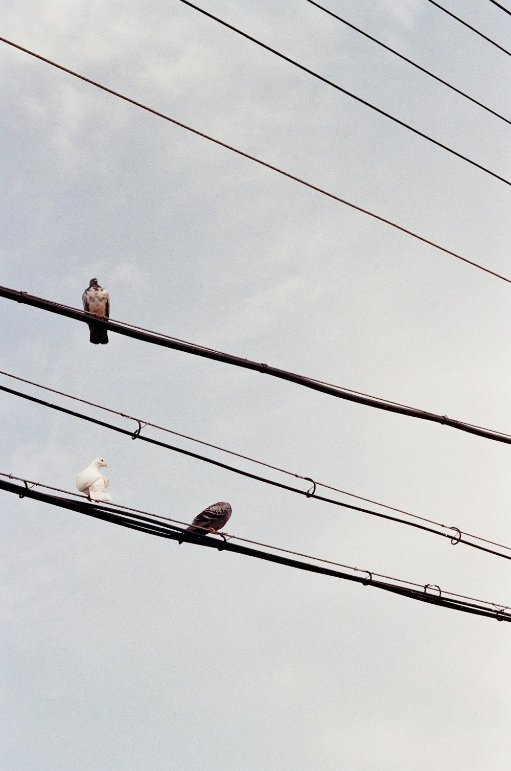 電線に2羽の鳥