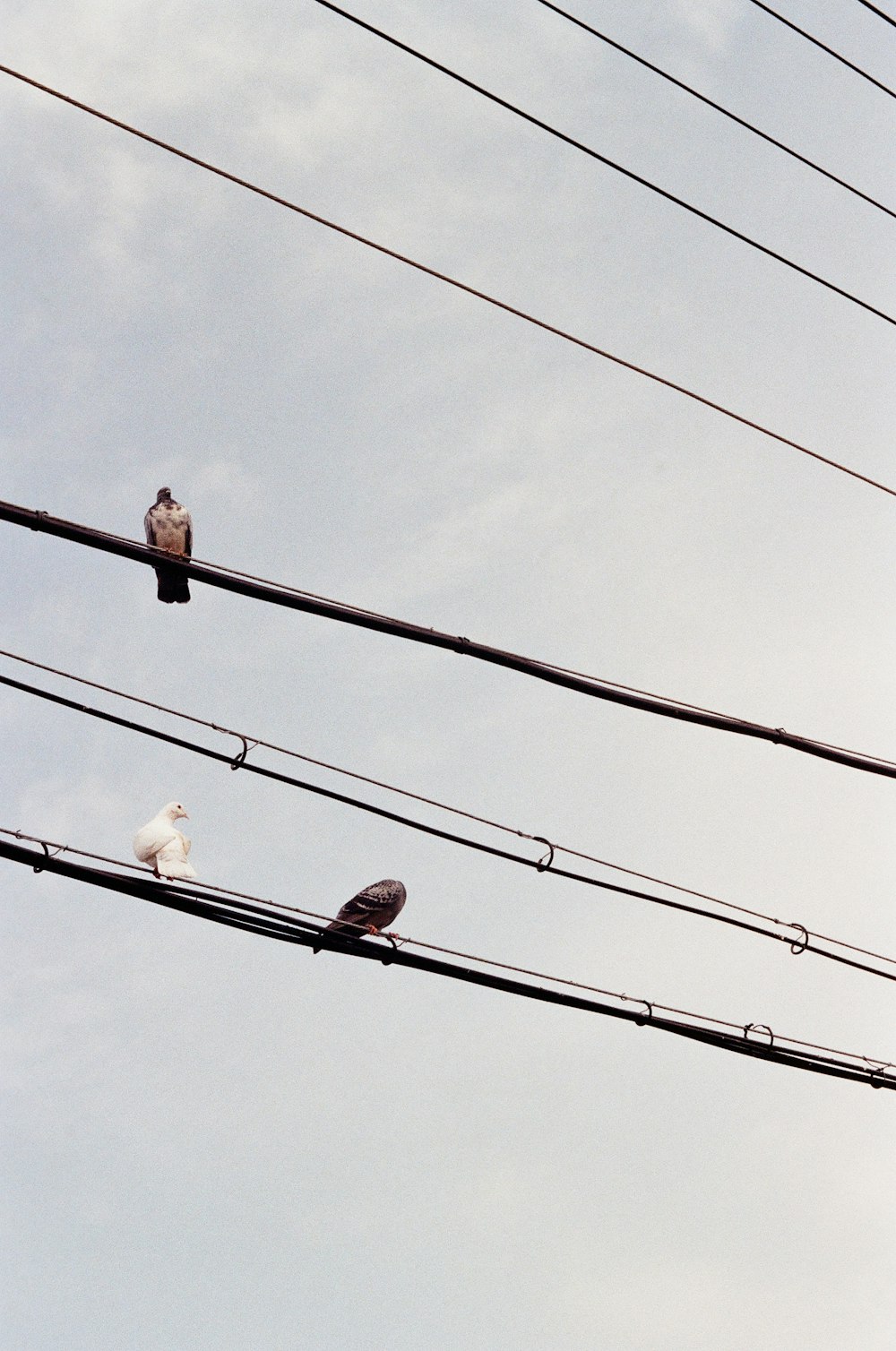 2 pájaros en cable eléctrico