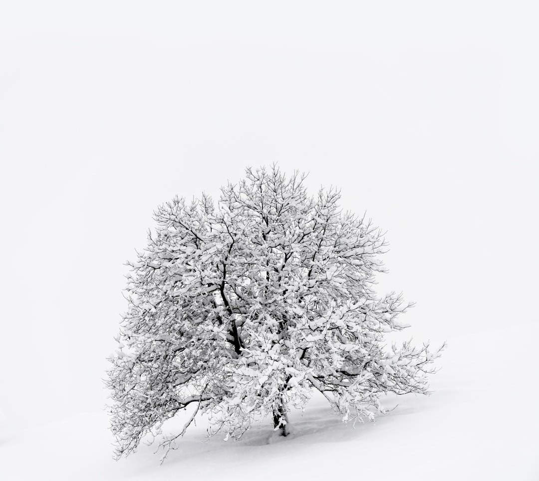 snow covered tree on snow covered ground