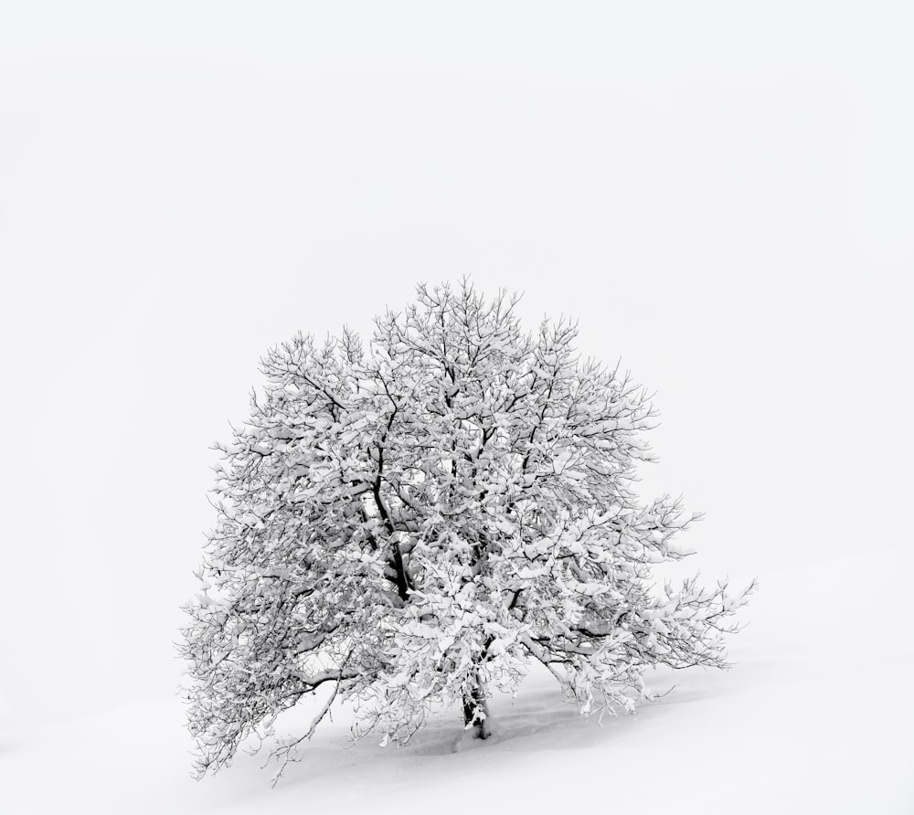 snow covered tree on snow covered ground