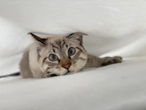 brown tabby cat on white textile