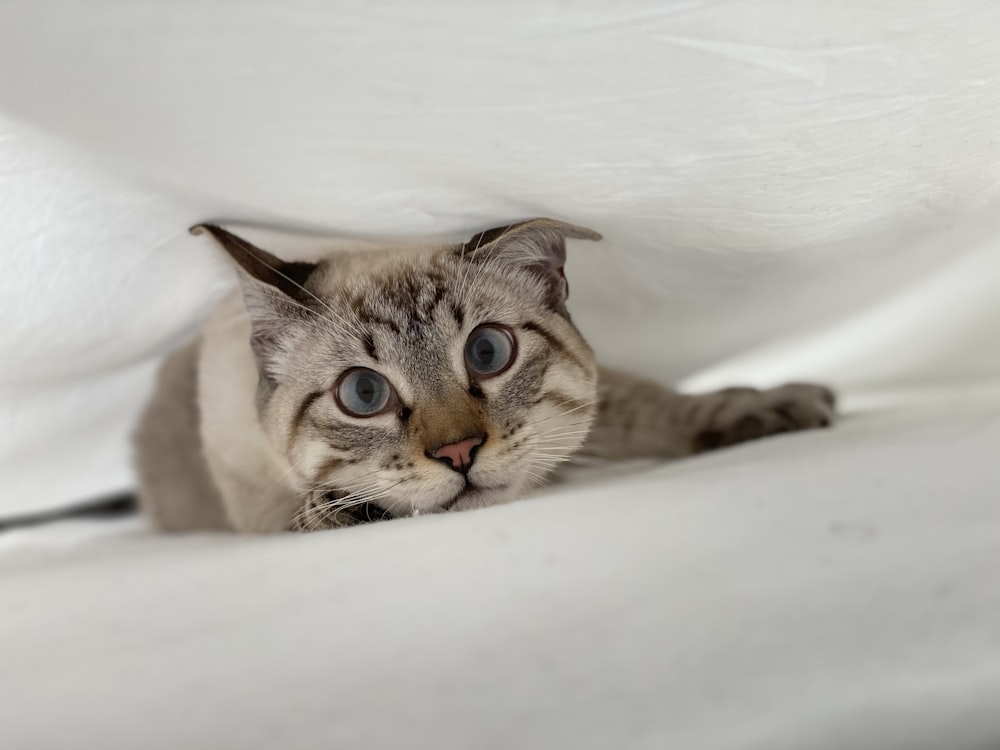 brown tabby cat on white textile