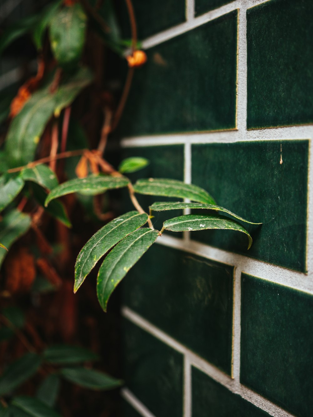 green leaves on black and white tile