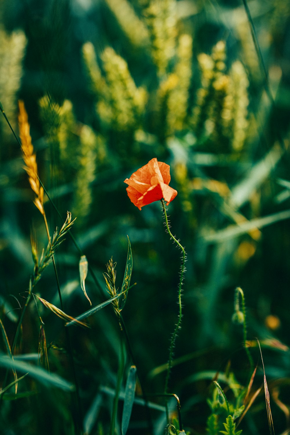 red flower on green grass during daytime