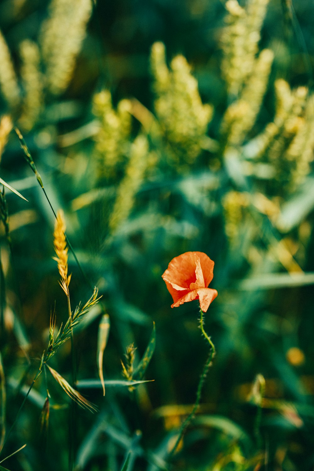 orange flower in tilt shift lens