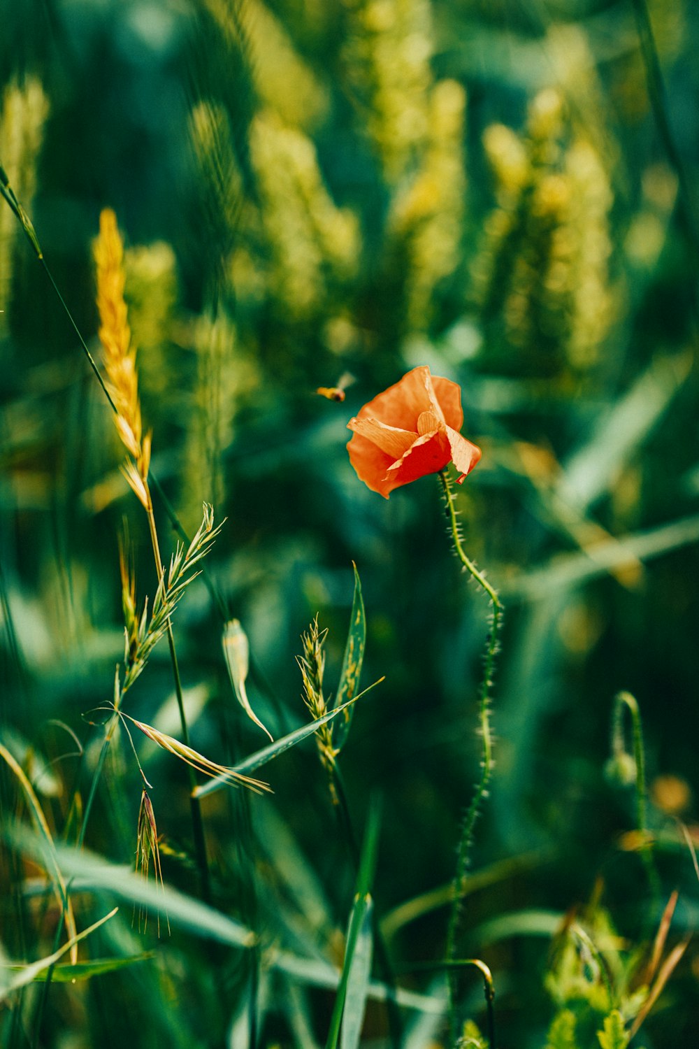 orange flower in green grass during daytime