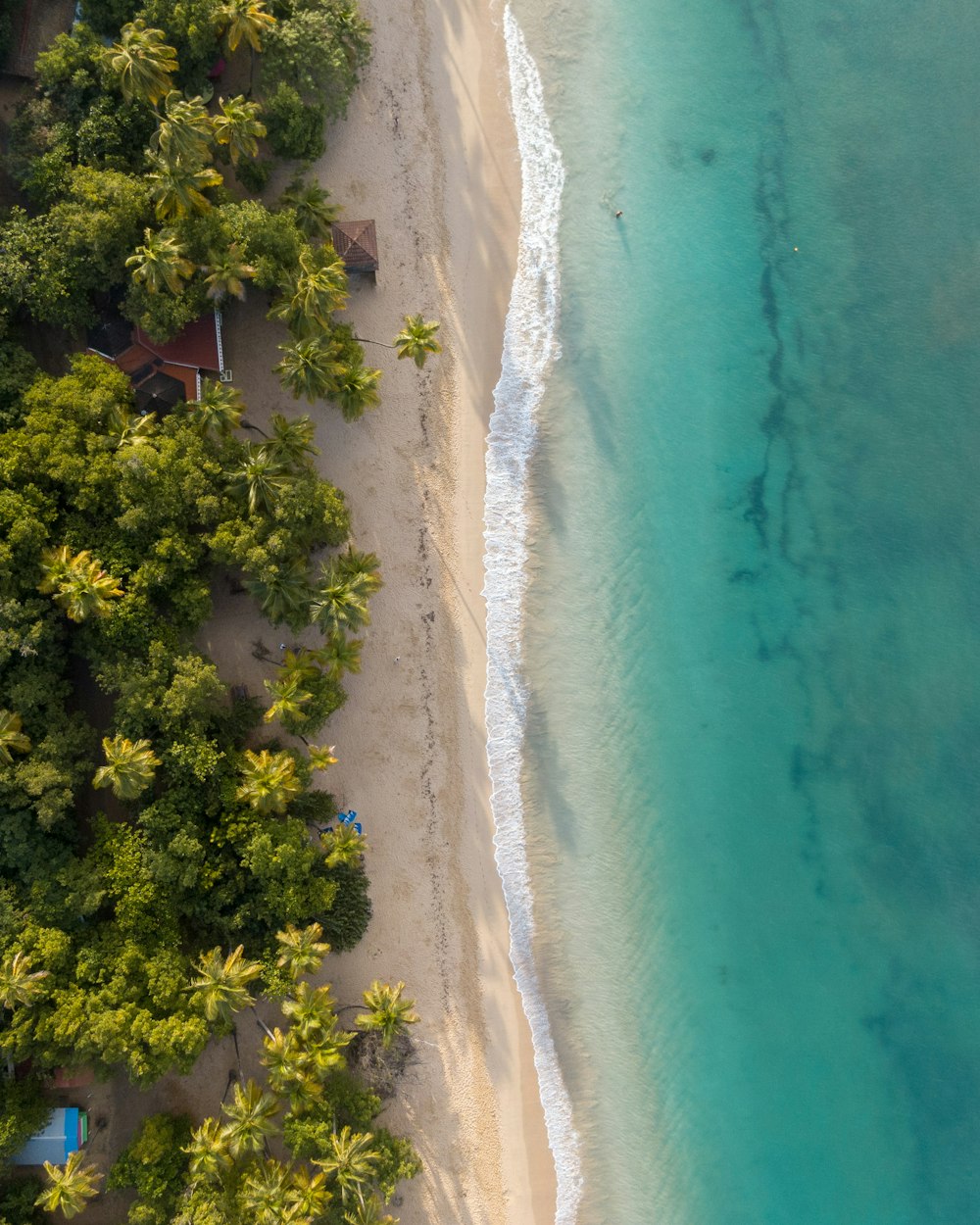 Grüne Bäume am blauen Meer während des Tages