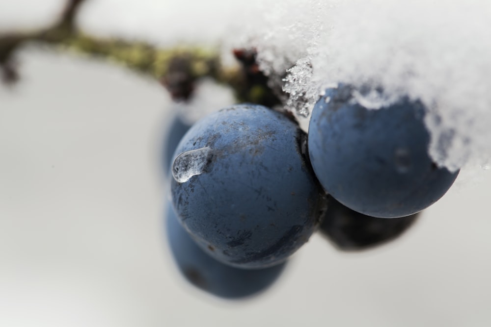 blue round fruit in close up photography