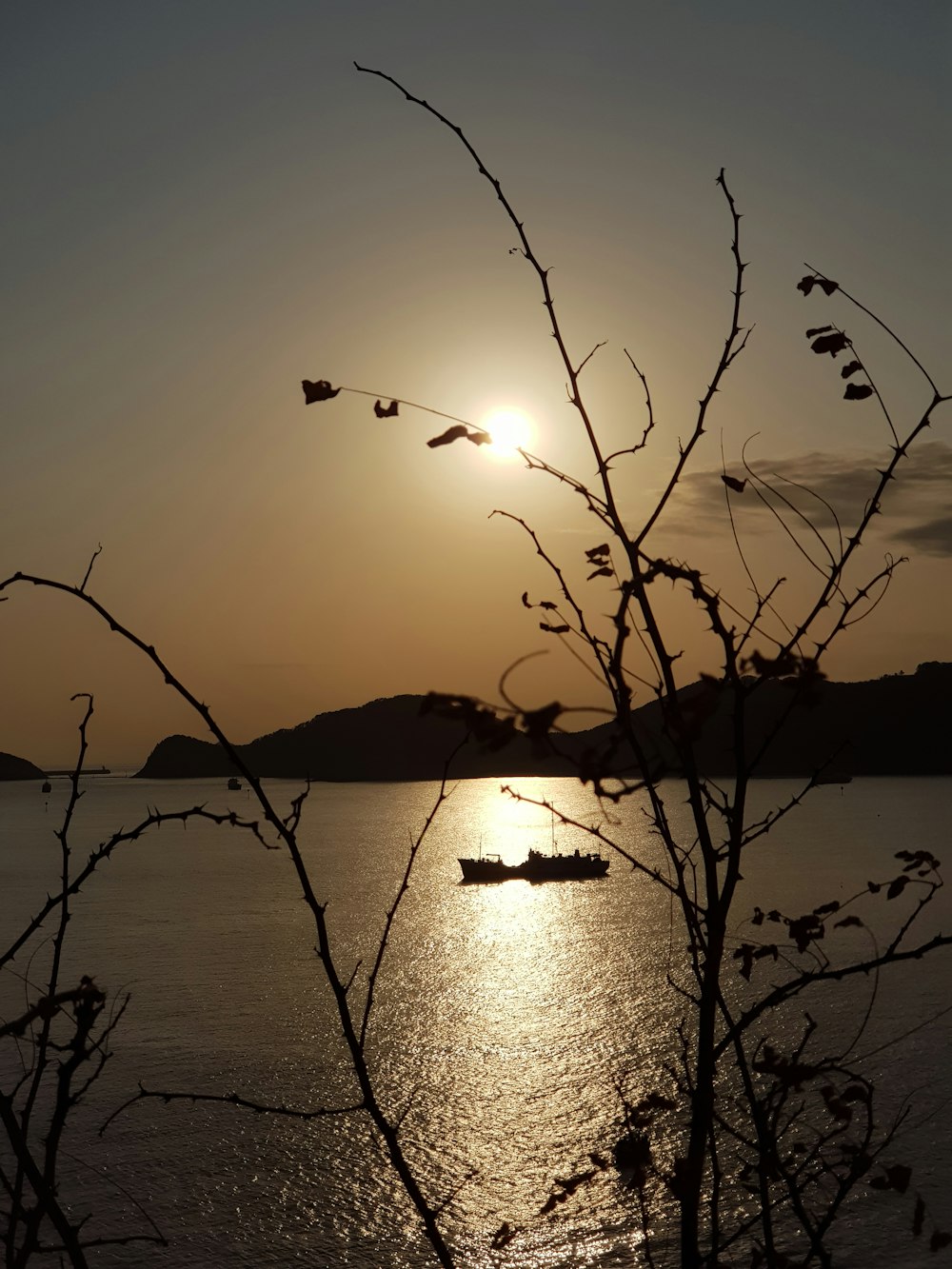 silhouette of tree near body of water during sunset