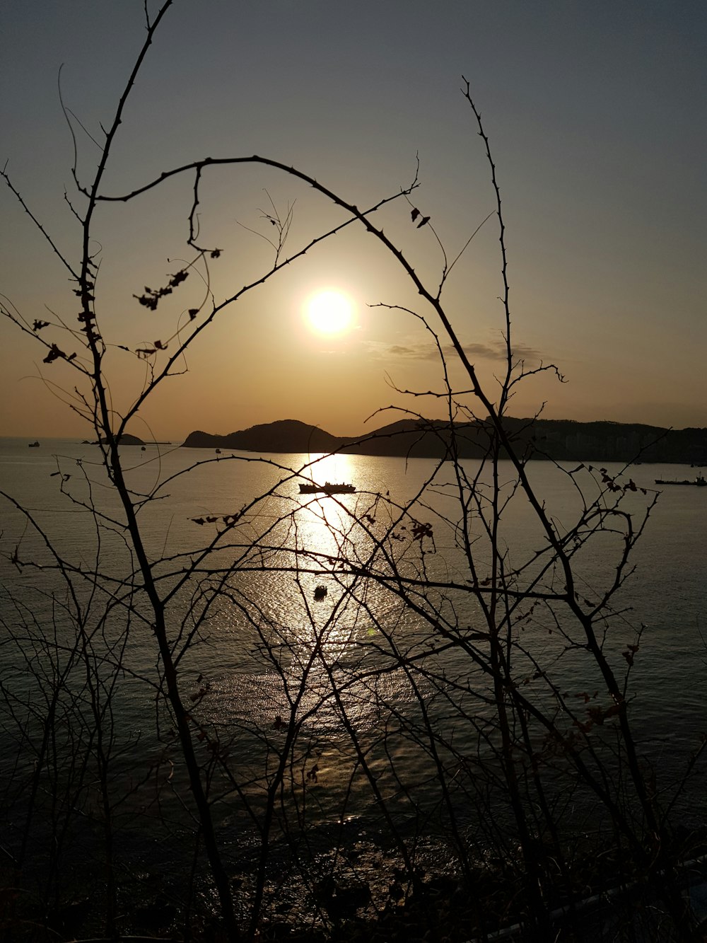 silhouette of bare tree near body of water during sunset