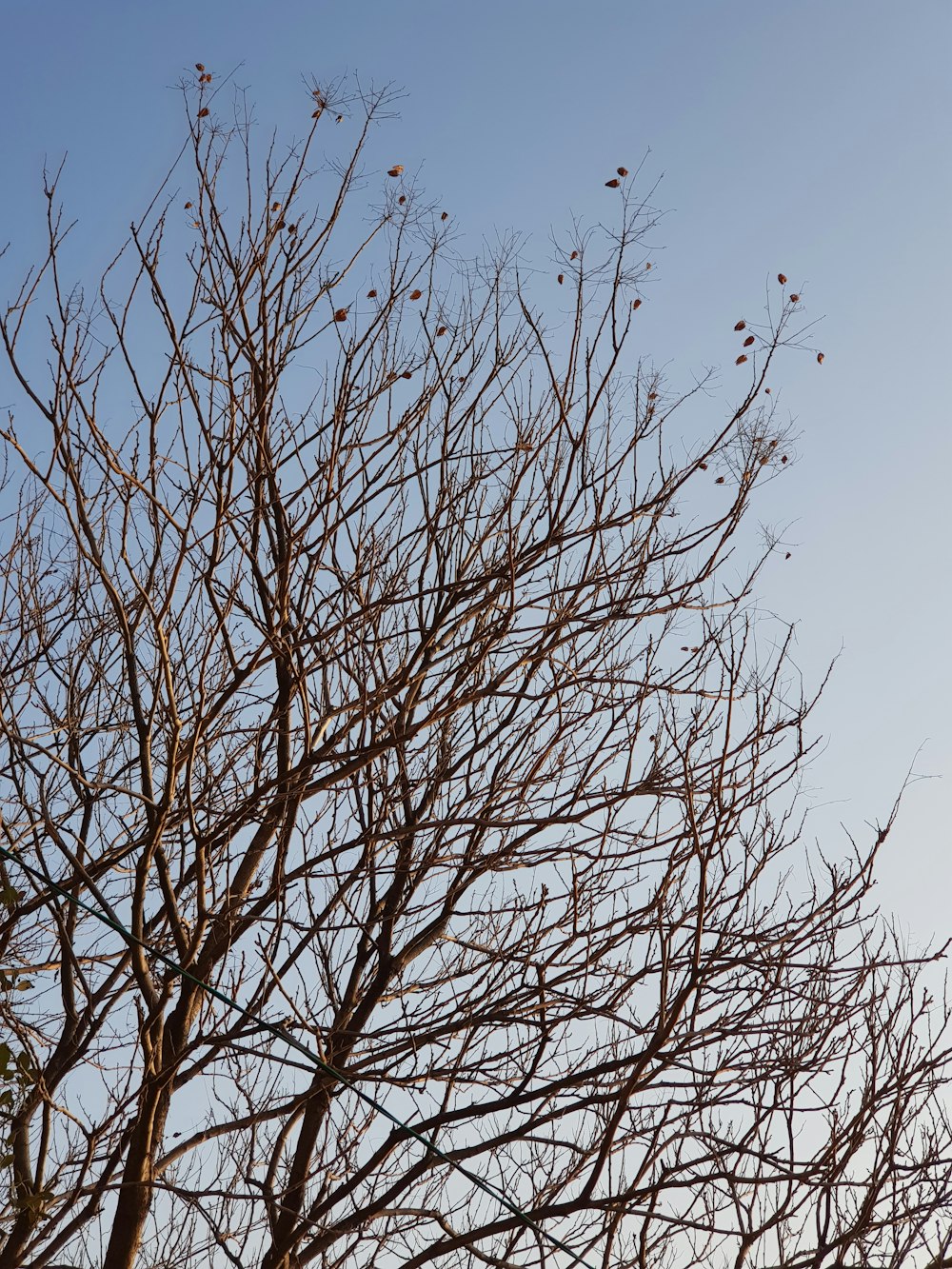 arbre nu sous le ciel bleu pendant la journée