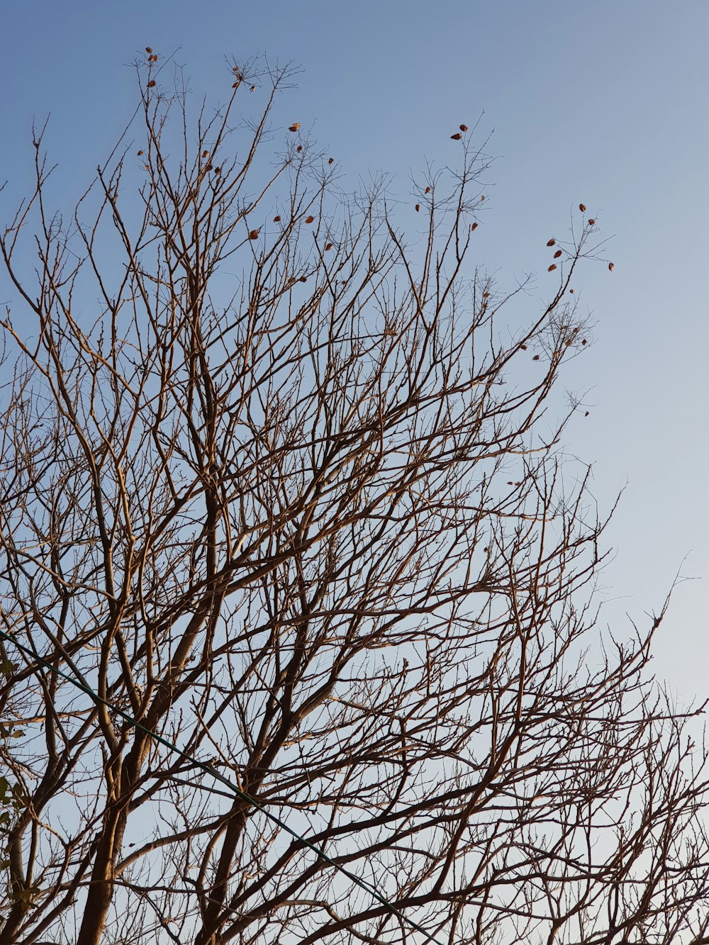 bare tree under blue sky during daytime