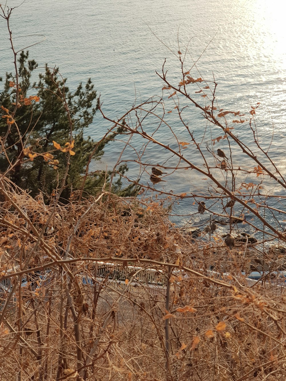 brown dried leaves on body of water during daytime