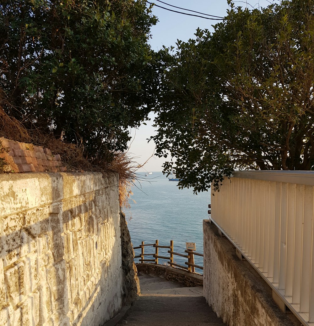 green tree beside brown concrete wall